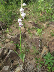 Gladiolus densiflorus
