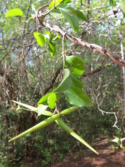 Secamone gerrardii