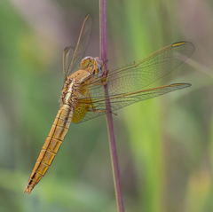 Crocothemis erythraea