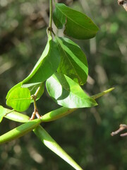 Secamone gerrardii