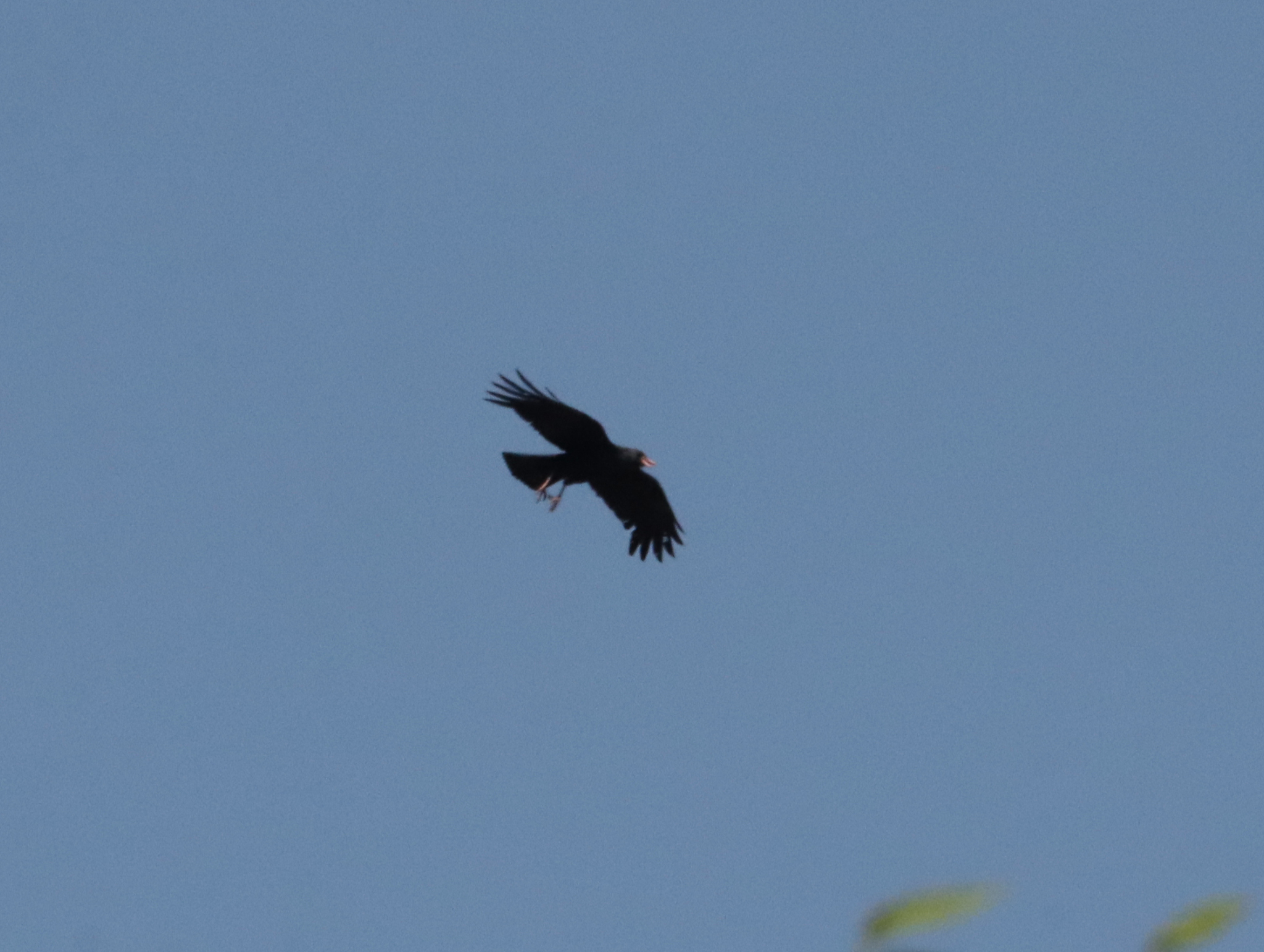 Red-billed Chough