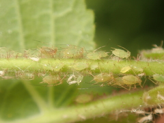 Corylobium avellanae