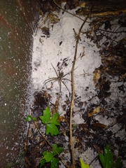 Dolomedes scriptus