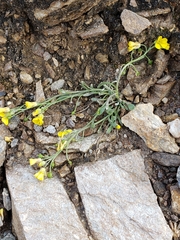 Physaria arctica