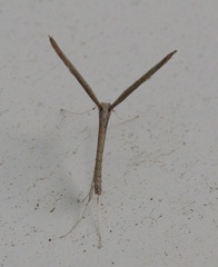 Agdistis tamaricis