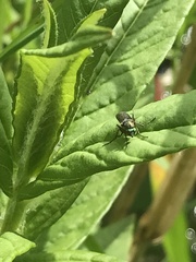 Poecilobothrus nobilitatus