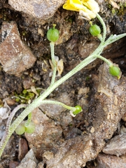 Physaria arctica