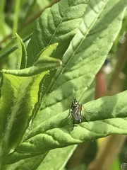 Poecilobothrus nobilitatus