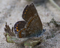 Polyommatus icarus