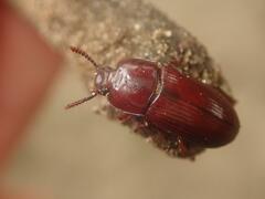 Uloma culinaris