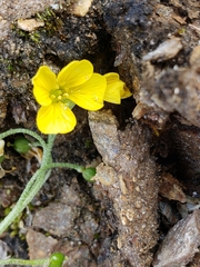 Physaria arctica
