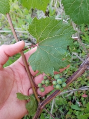 Vitis riparia