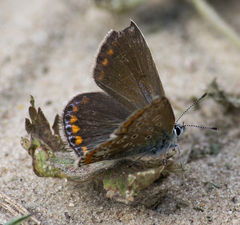 Polyommatus icarus