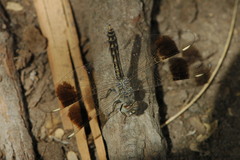 Brachythemis impartita