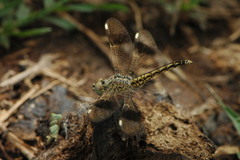 Brachythemis impartita