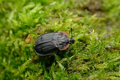 Oiceoptoma nakabayashii
