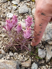 Castilleja elegans