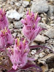 Castilleja elegans