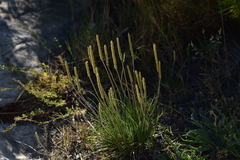 Plantago holosteum