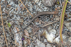 Morethia lineoocellata