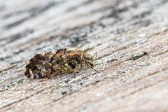 Nimbopsocus australis