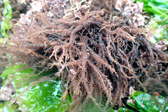 Hypnea chordacea