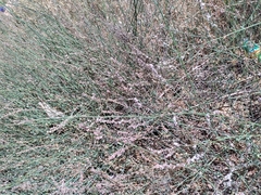 Angiospermae