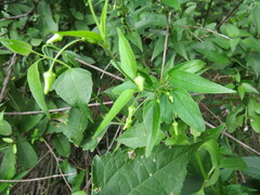 Cryptolepis capensis
