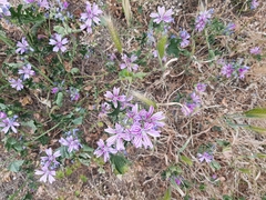 Malva sylvestris