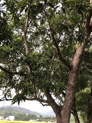 Machilus japonica