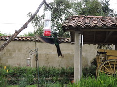 Pterophanes cyanopterus