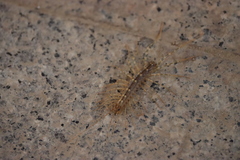 Thereuonema tuberculata