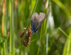 Polyommatus icarus