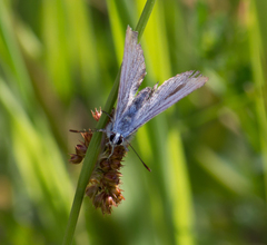 Polyommatus icarus
