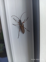 Stenocorus meridianus