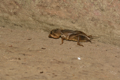 Gryllotalpa orientalis