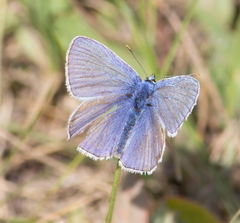 Polyommatus icarus
