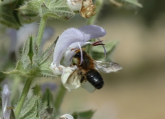 Megachile sicula