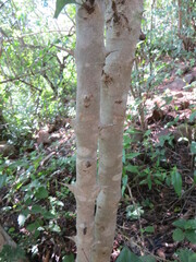 Plectroniella armata