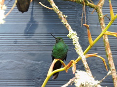 Pterophanes cyanopterus