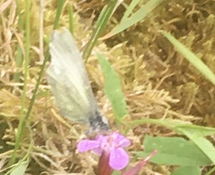 Leptidea juvernica