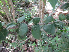 Plectroniella armata