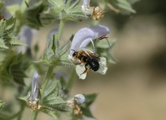 Megachile sicula