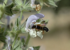 Megachile sicula