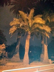 Arecaceae