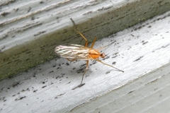 Empis stercorea