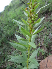 Searsia pondoensis