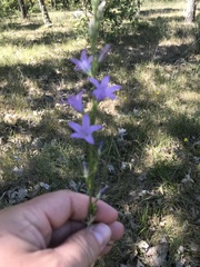 Campanula lusitanica