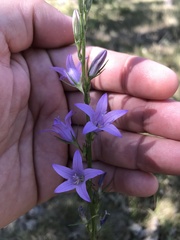 Campanula lusitanica