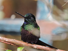 Coeligena helianthea